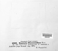 Sphaerulina oxyacanthae image